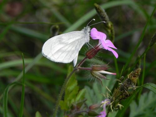 Leptidea sinapis